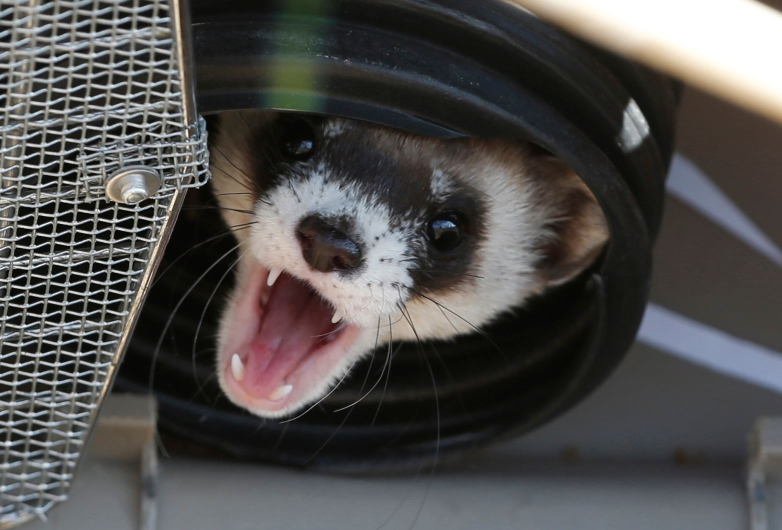 Ferret wheelchair best sale