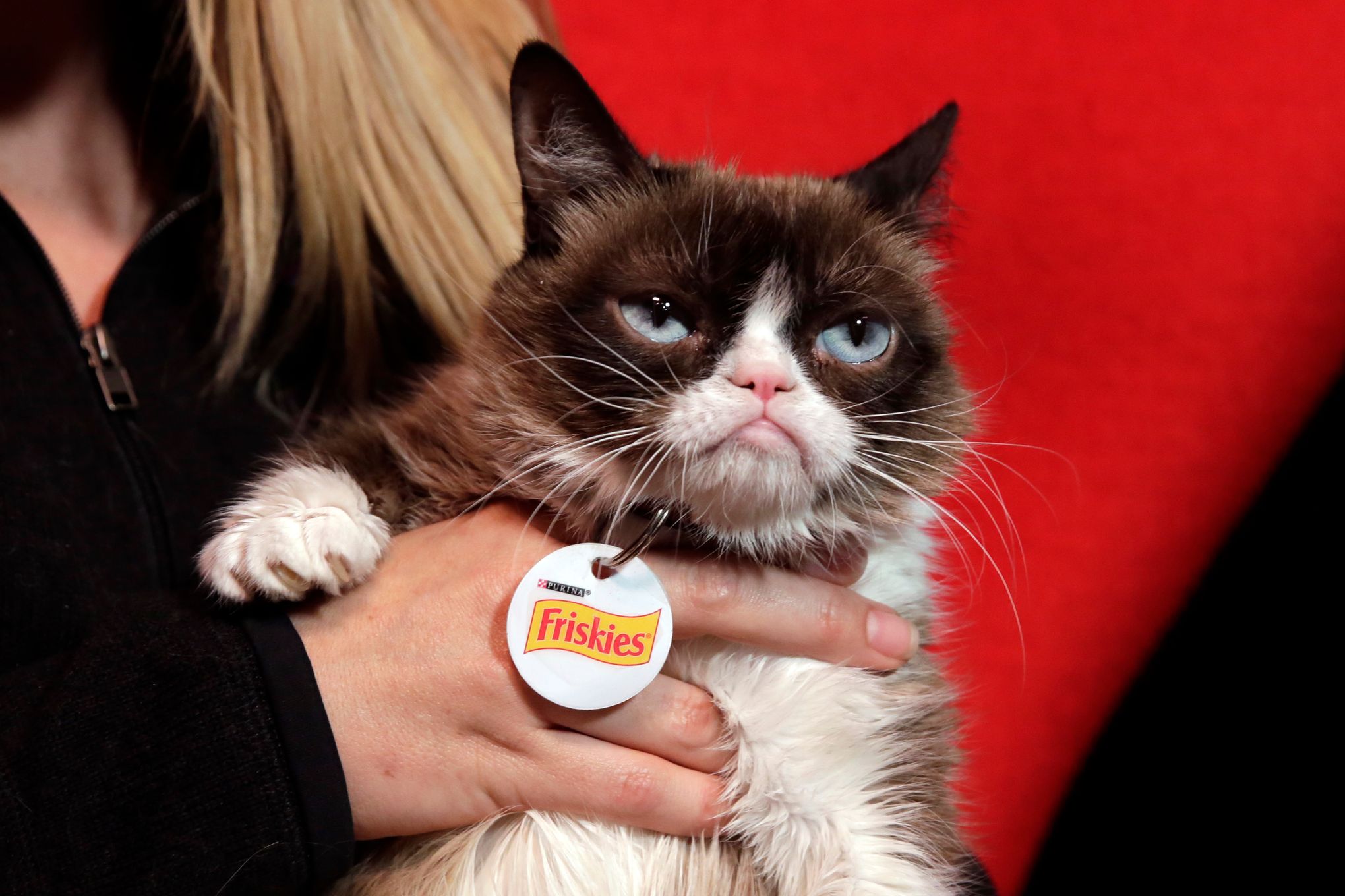 Cat with permanent scowl on her face becomes new 'Grumpy Cat