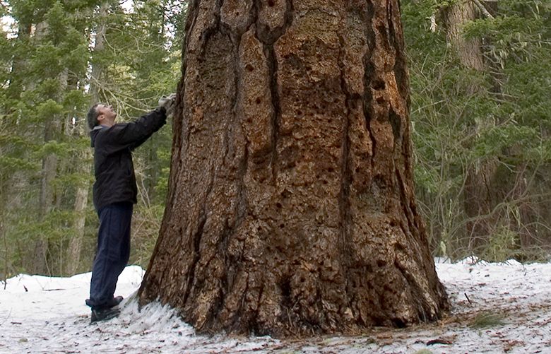The Big Tree near Trout Lake was one of the largest living ponderosa pines in the world. Although it recently died, officials say it will continue to play an important role in the forest’s ecosystem. (Columbian Files)