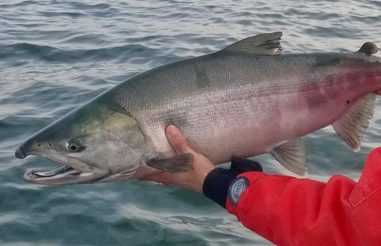Time to get your rod and catch up with a returning chum | The
