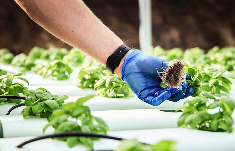 Basil is grown without soil in an Archi’s Acres greenhouse.  (CARLOS GONZALEZ/NYT)