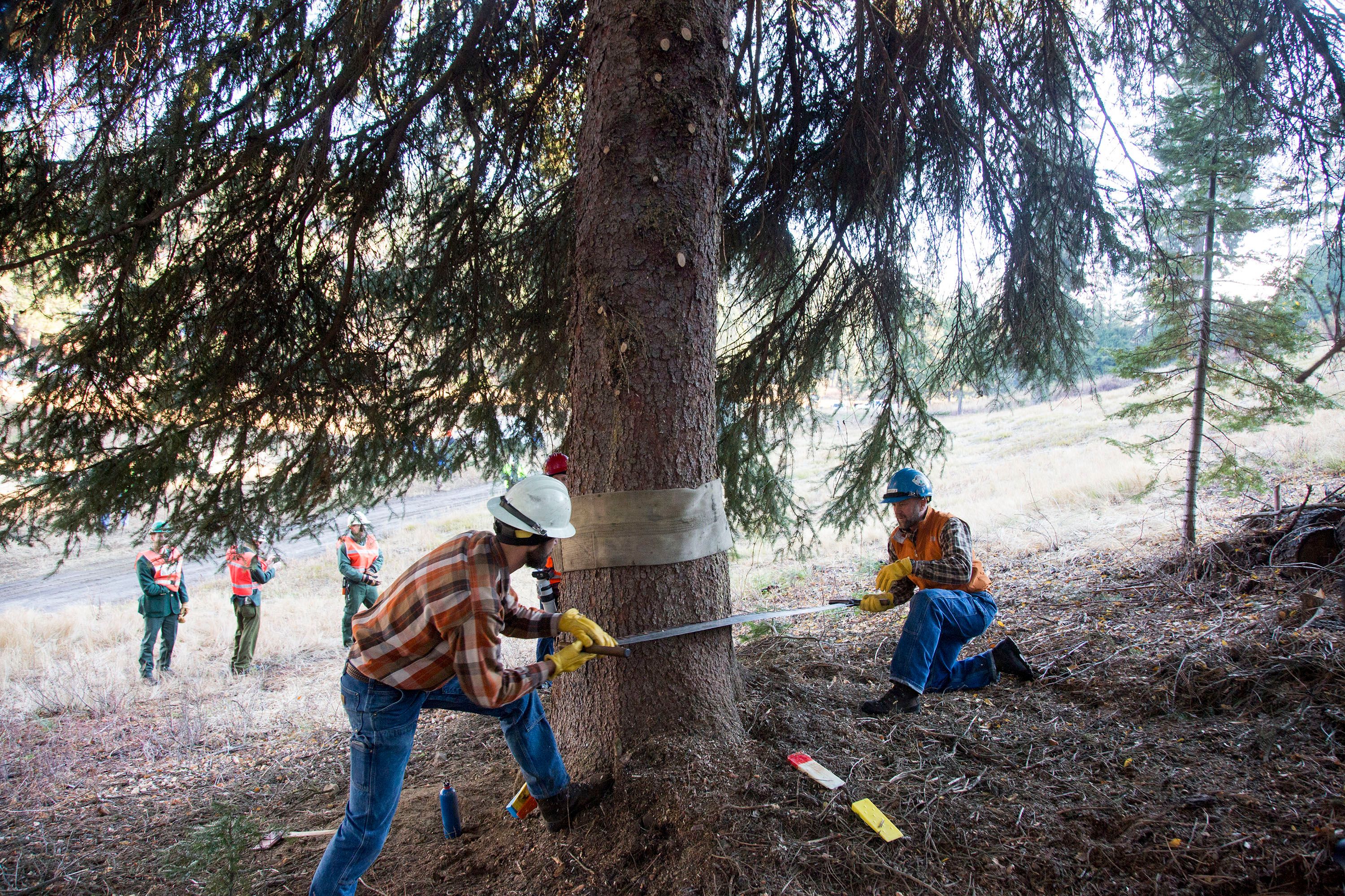 US Capitol Christmas Tree Cut In Idaho Forest | The Seattle Times