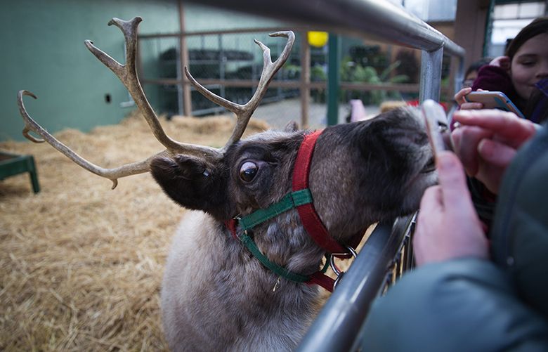 Dasher gets up close with her visitors as she checks their hands for treats on the last day of the Swansons Nursery Reindeer Festival in Ballard on Christmas Eve, Dec. 24, 2016. Families could come visit Santa Claus in the morning and meet “Dasher” and “Blitzen,” both 7 years old, before they had to leave for their important jobs that evening.
