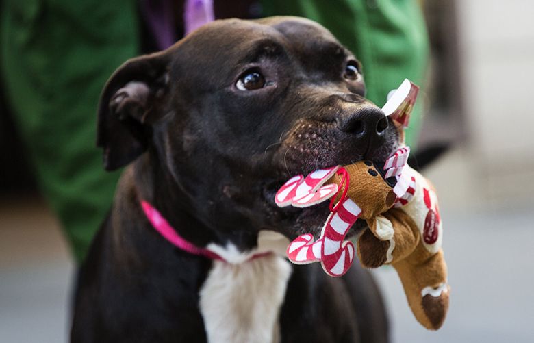 Pit bull Sadie holds a new toy in her mouth outside of the Josephinum apartments, but stares longingly at another furry plush held by Laura Henderson during Pasado’s Safe Haven’s 14th Annual ‘Home for the Howlidays’ donation event in downtown Seattle on Tuesday, Dec. 20, 2016.

 Based out of Monroe, Pasado’s Safe Haven is a non-profit aimed at fighting animal cruelty. This year, the group is donating over 2 tons of pet foods from the community at shelters and low-income housing around Seattle and Snohomish county. Executive director Laura Henderson says the event started as a way to give dog houses to those out in the cold, but over time escalated to a yearly tradition to donate food, flea supplies, collars and toys to pets in need. “Pets are absolutely part of the family,” she says, and hopes that this brings a little relief during the holidays.