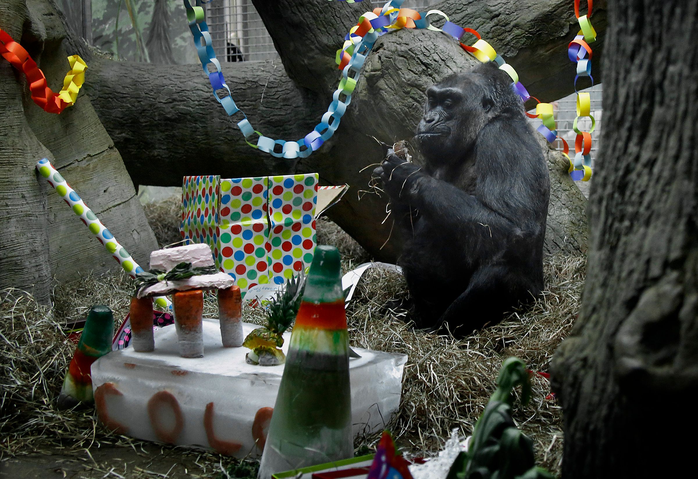 Oldest zoo gorilla set to have biopsy before 60th birthday | The