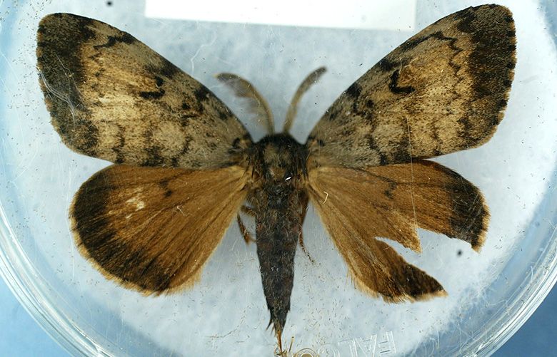 Gypsy moth sprays proposed in Kitsap