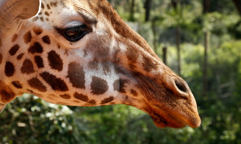 Live video of giraffe giving birth was labeled explicit, says zoo | The Seattle Times Live video of giraffe giving birth was labeled explicit, says zoo | The Seattle Times