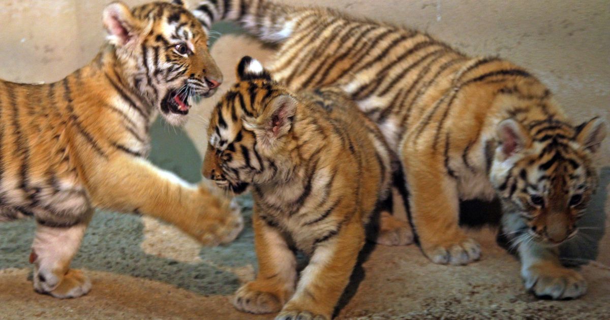 Milwaukee County Zoo's three tiger cubs make public debut