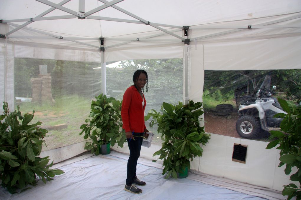 Researchers tested the effectiveness of attractive toxic sugar bait stations on mosquitoes released inside screened enclosures in the West African nation of Mali. (Westham Innovations)