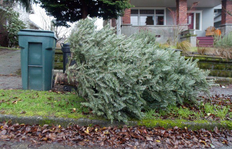 Here’s where you can recycle your Christmas tree The Seattle Times