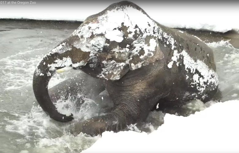 Watch: Oregon Zoo  animals — even an elephant — frolic in Portland snow |  The Seattle Times