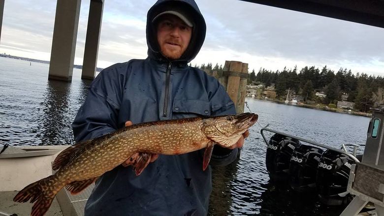 Northern pike caught in Lake Washington could have impact on