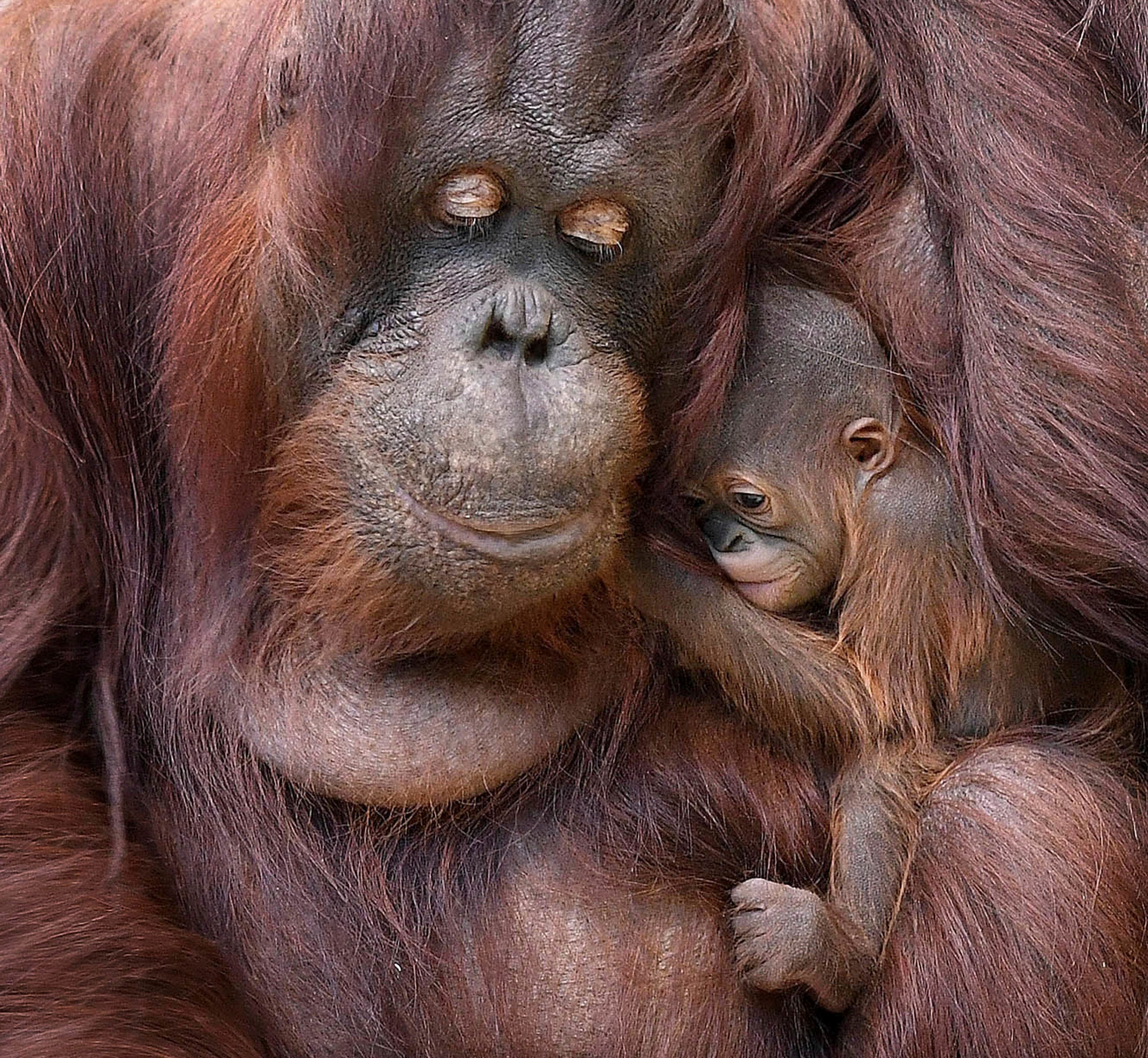 2-week-old baby girl orangutan makes debut at Brookfield Zoo | The