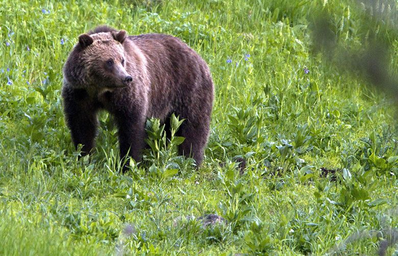 Friends of the North Cascades Grizzly Bear - Restoring a healthy population  of grizzly bears to the North Cascades.