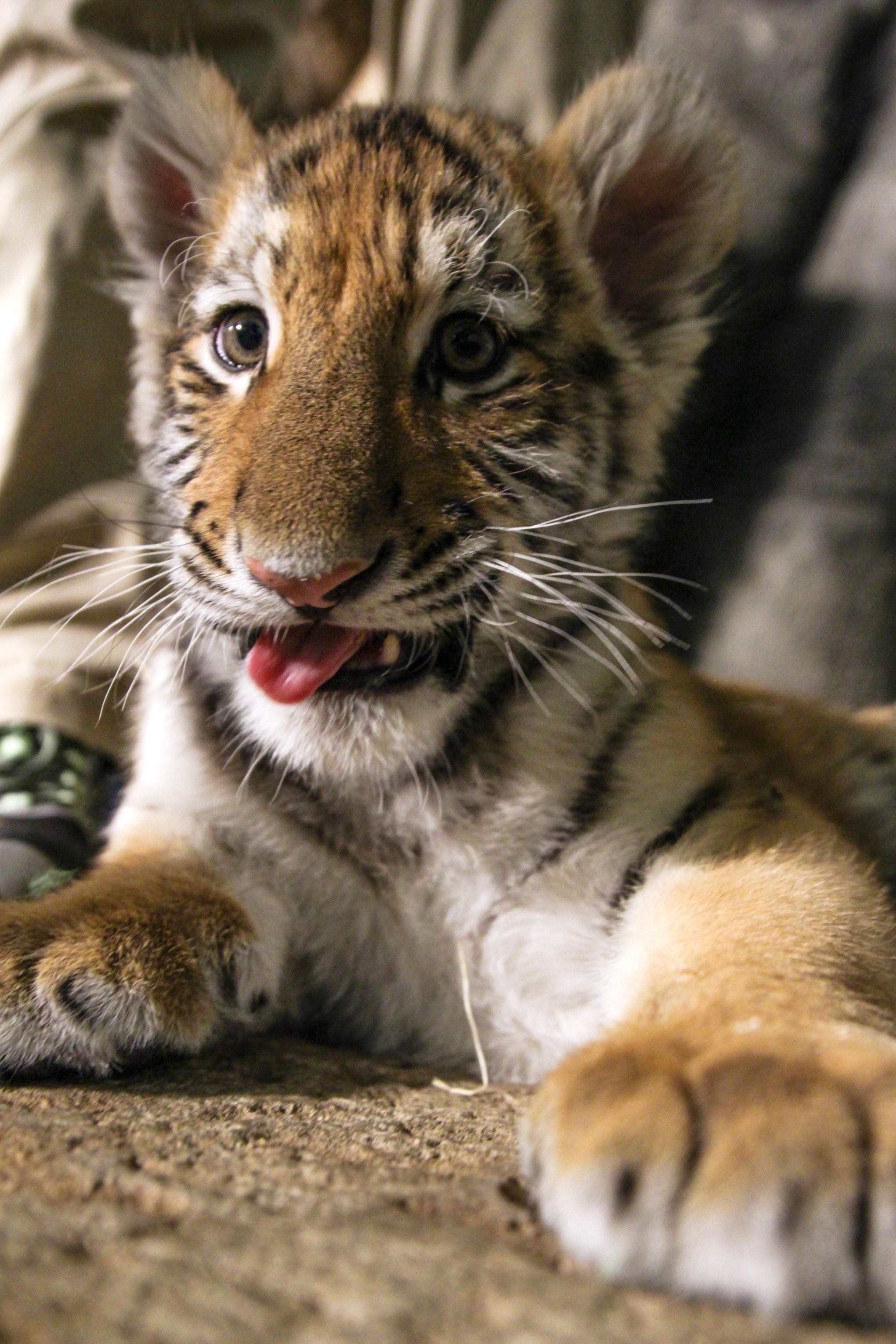 Saving the amur tiger