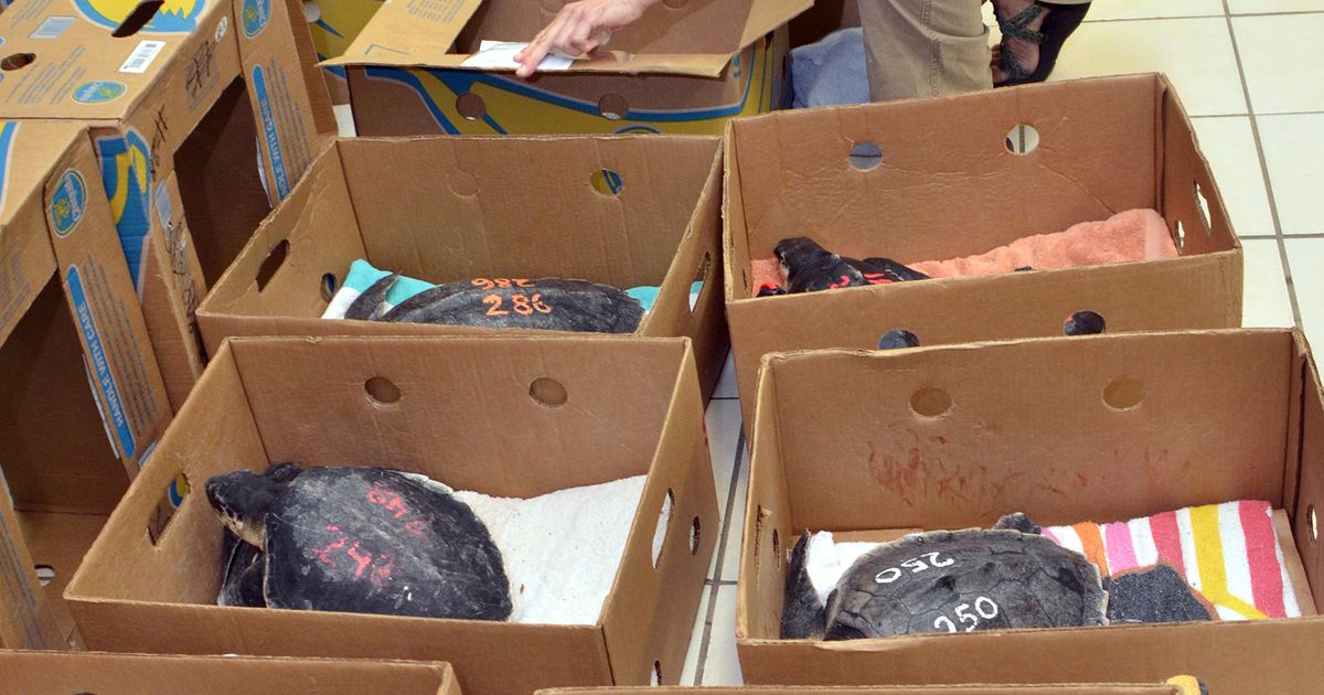 Sea turtles rescued off Cape Cod moved to Florida Keys | The Seattle Times