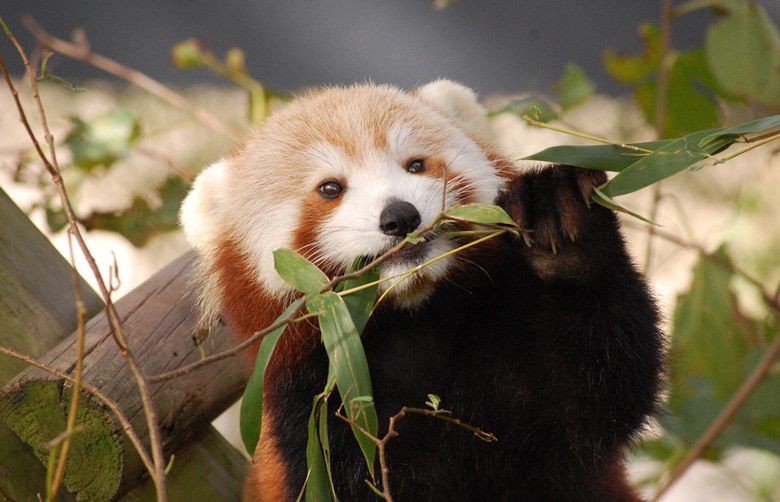 Bear this in mind: Missing panda is probably still in zoo | The Seattle ...