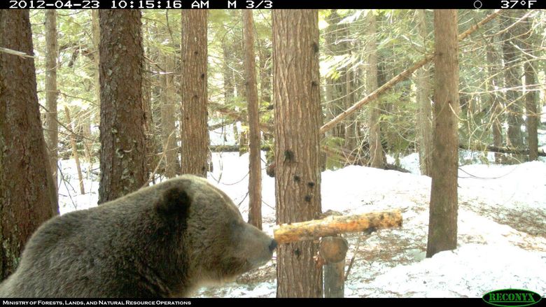 A grizzly bear about 20 miles north of the Washington State-British Columbia border in early 2012.