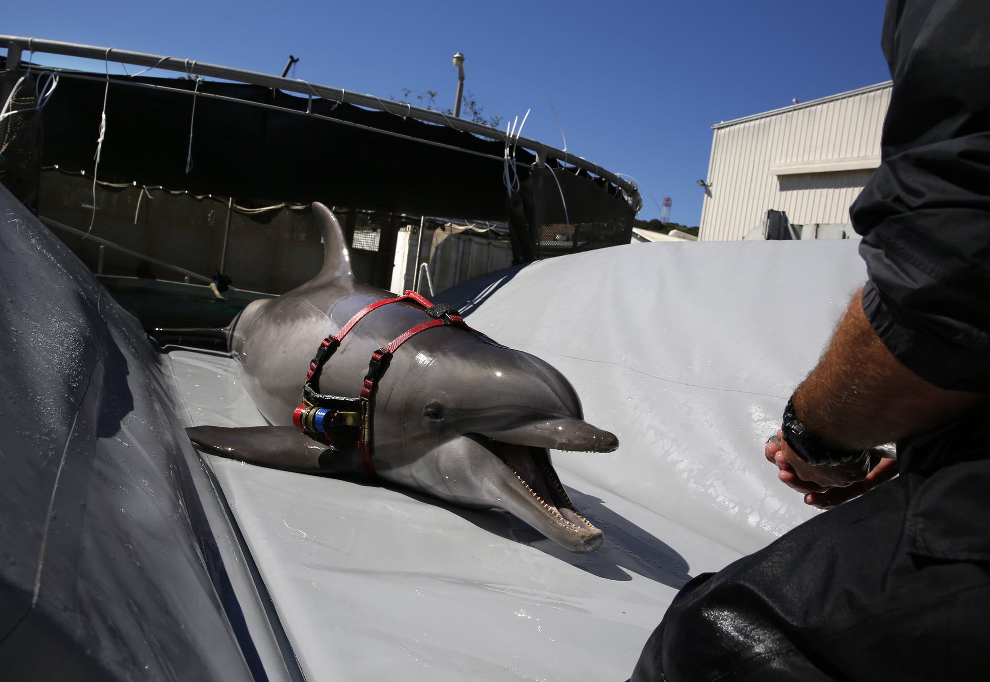 Mexico bans gill nets to save vaquita porpoises