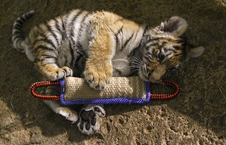 Milwaukee zoo hand raises Amur tiger cub to save its life | The
