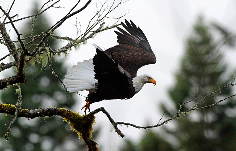 Bald Eagles Above White Mountain Waters - Mt Washington Valley Vibe