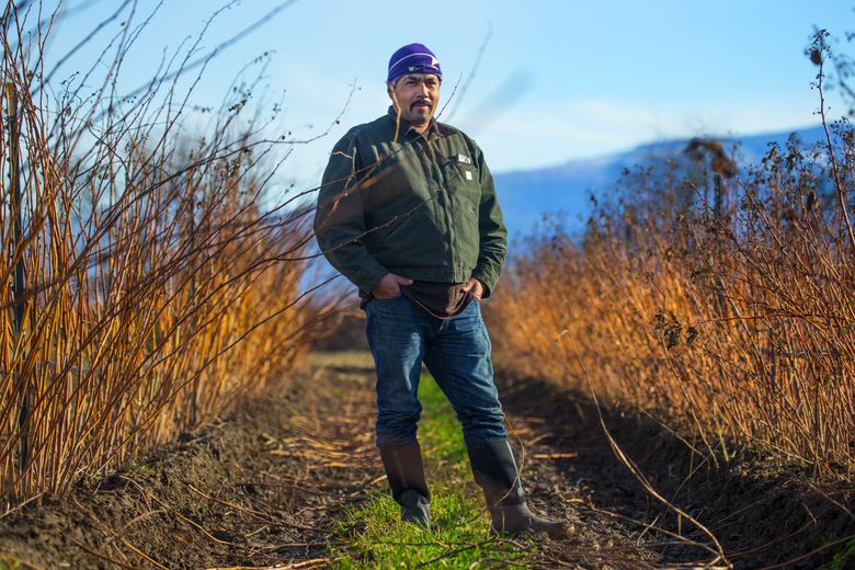 Mauricio Soto who owns Arado Farms, grows raspberries on land he leases from Viva Farms along Highway 20 in the Skagit Valley.  Farmers like Soto takes classes and learn how to farm, work the soil and maintain crops. All crops on this farm are organic. Photo taken on January 23rd, 2017.