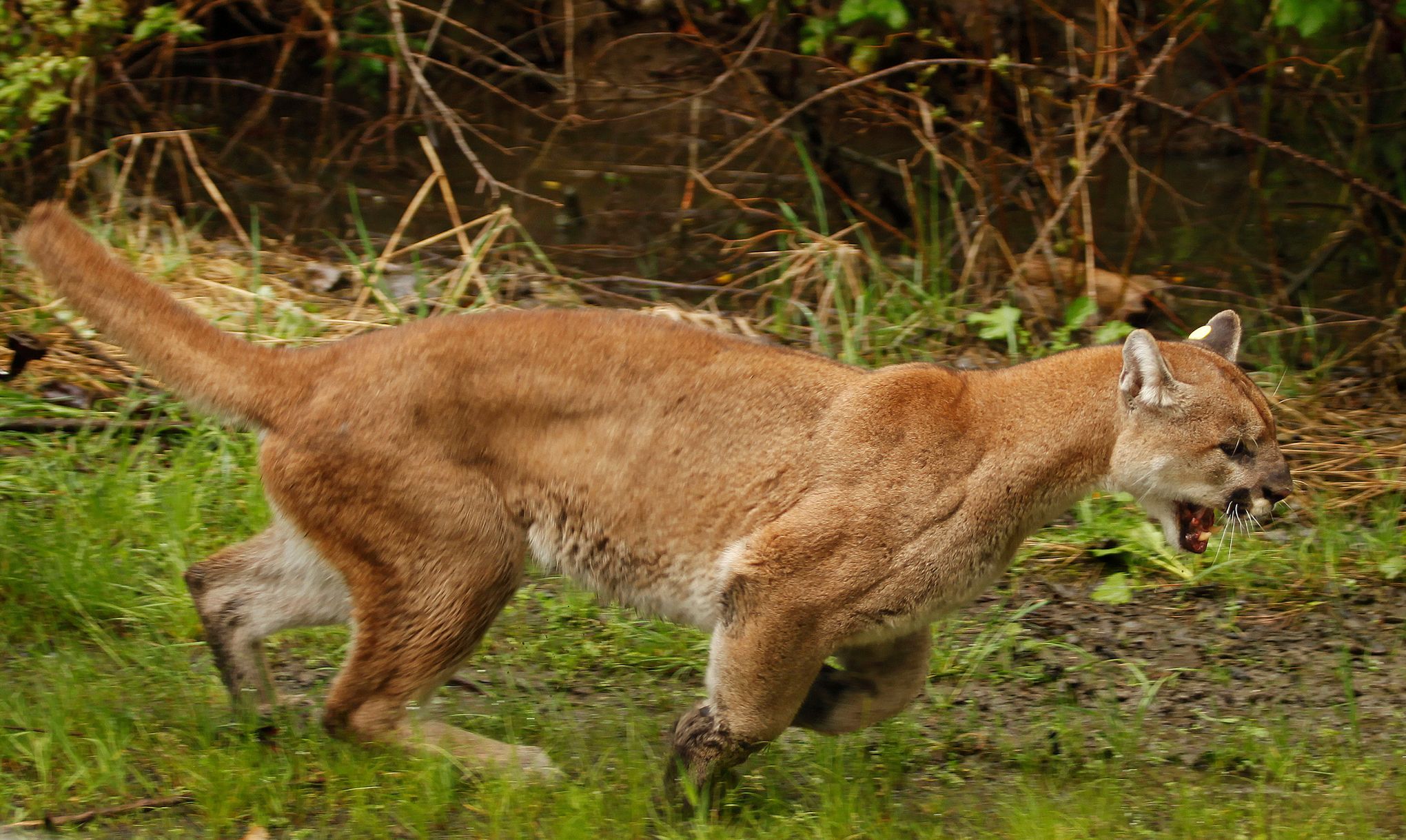 Wildlife officials kill cougars preying on pets in Oregon | The Seattle  Times