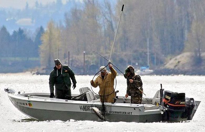 Spring chinook forecasts down for Columbia tributaries above Bonneville