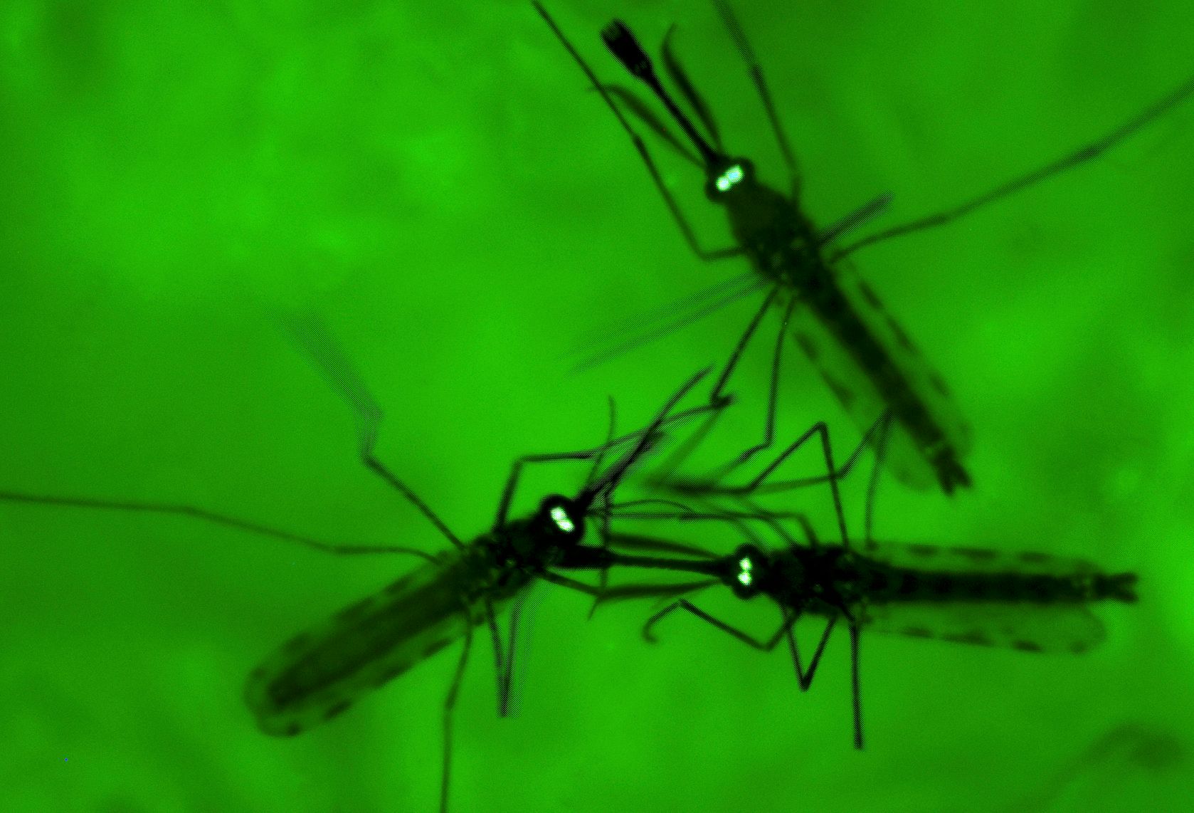 Malaria Parasite May Trigger Human Odor To Lure Mosquitoes | The ...