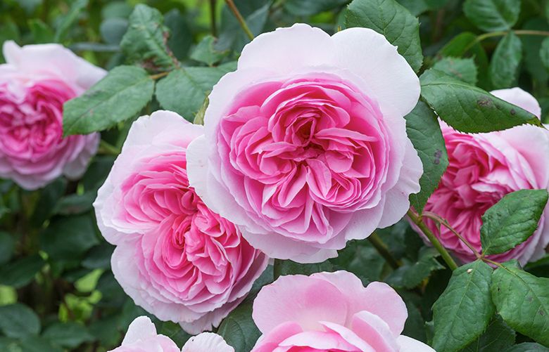 New, fragrant and disease-resistant roses are now available for your ...