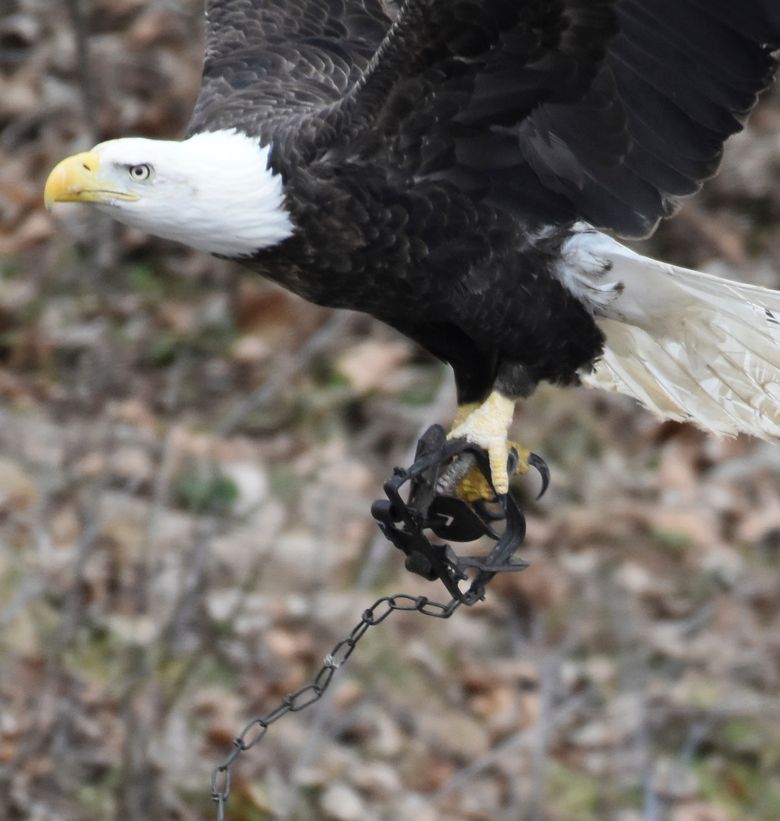 Concern grows for bald eagle with leg trap attached to foot