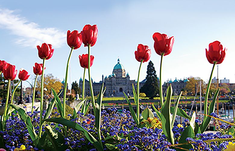 Victoria’s reputation as the City of Gardens comes to life as blooms arrive in March.