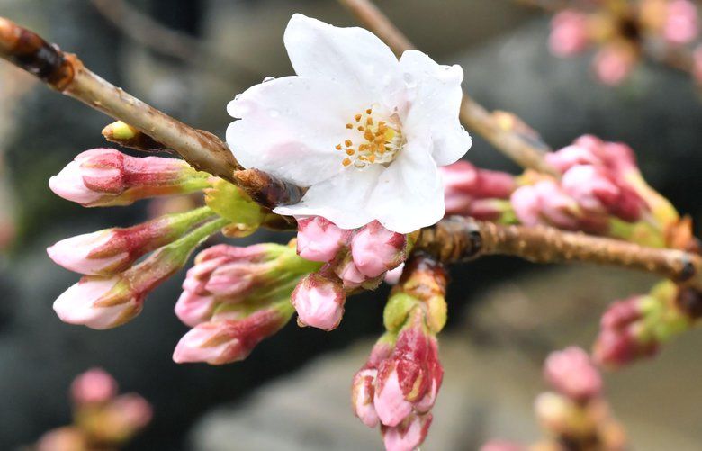 開花宣言-Cherry blossoms are blooming- Cherry blossoms are blooming - EP by HANABIE. | Spotify