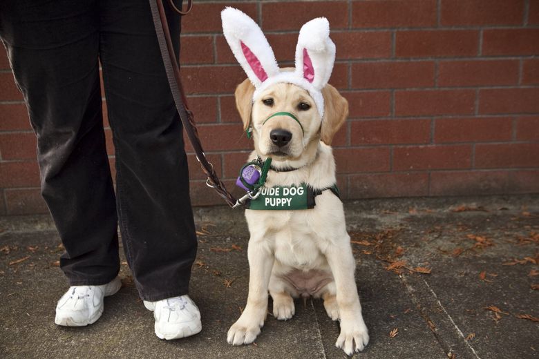 Here Are The 10 Best College-Themed Pet Photos In Honor Of National Pet Day  - The Spun: What's Trending In The Sports World Today