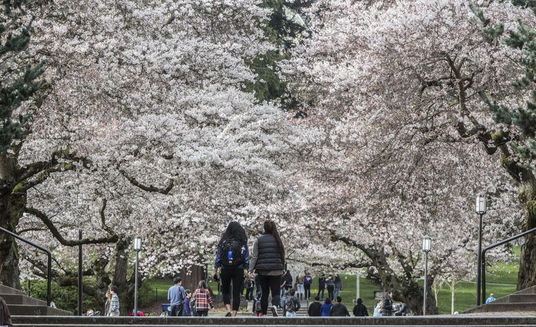 University of Washington Quad cherry trees blossoms are just almost in full bloom attracting lots of photographers as students and visitors paused to take in the sight.
