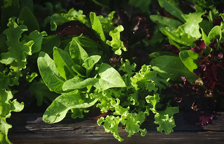 Salad Greens: How to Grow It