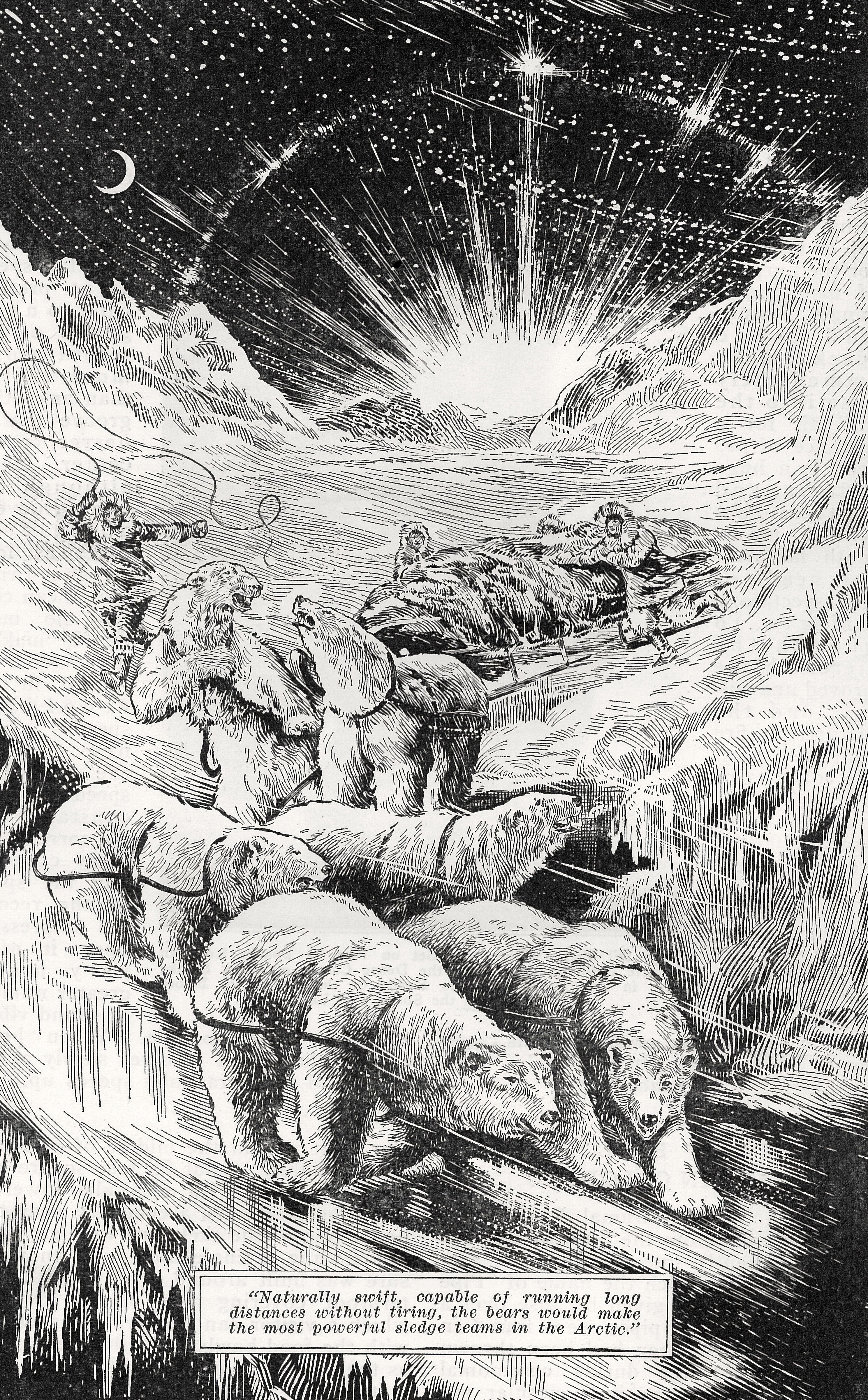 A bear for the ages: A brief cultural history of the polarizing