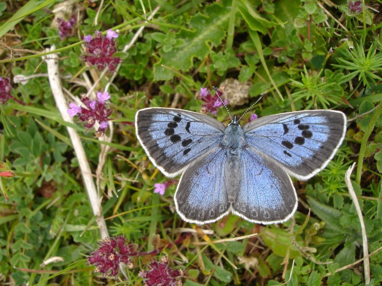 Blue Butterfly Species