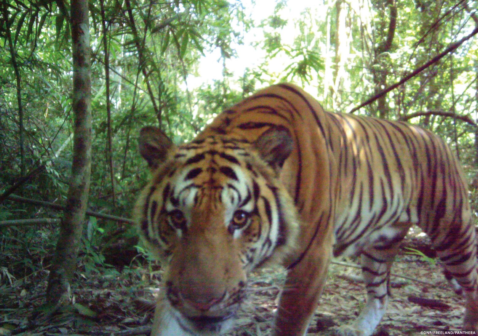 Habitat connectivity for endangered Indochinese tigers in Thailand -  ScienceDirect