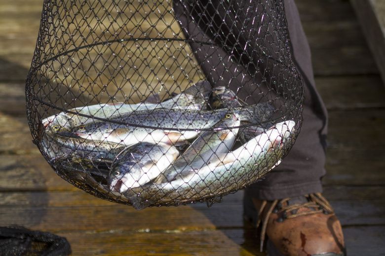 Try your luck at a trout-stocked lake.  (Mike Siegel/The Seattle Times)