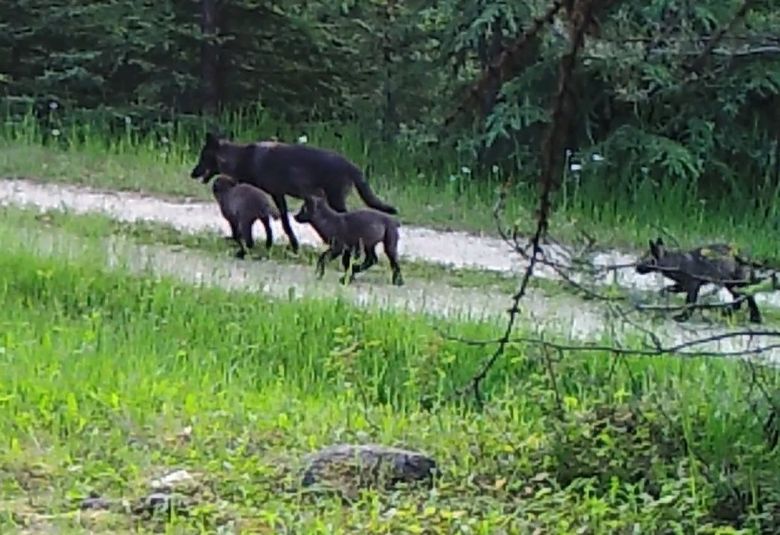 Making a comeback: Washington's endangered wolf population in 'wave of recovery' | The Seattle Times Making a comeback: Washington's endangered wolf population in 'wave of recovery' | The Seattle Times
