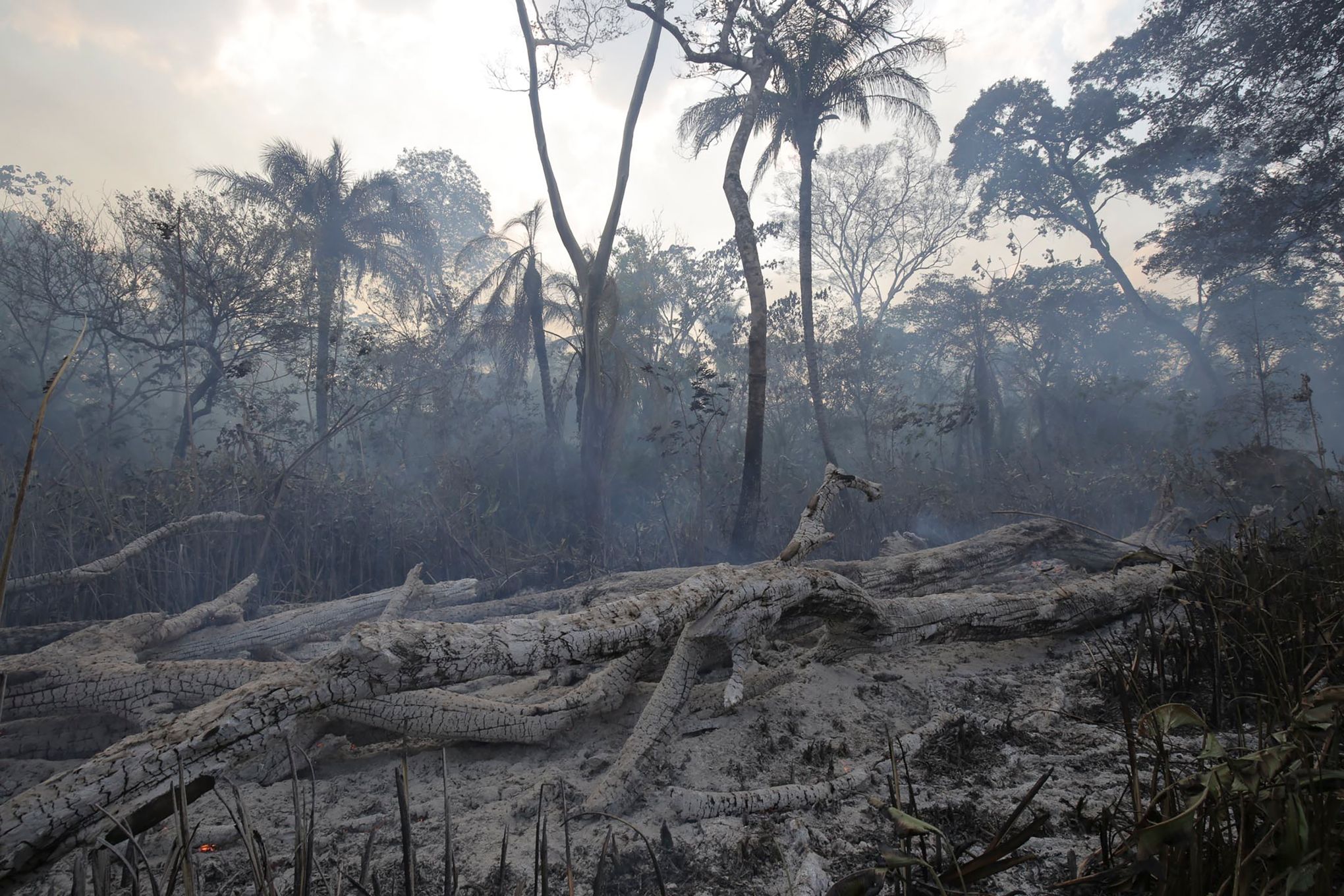 Deforestation is slowing, but palm oil still major driver