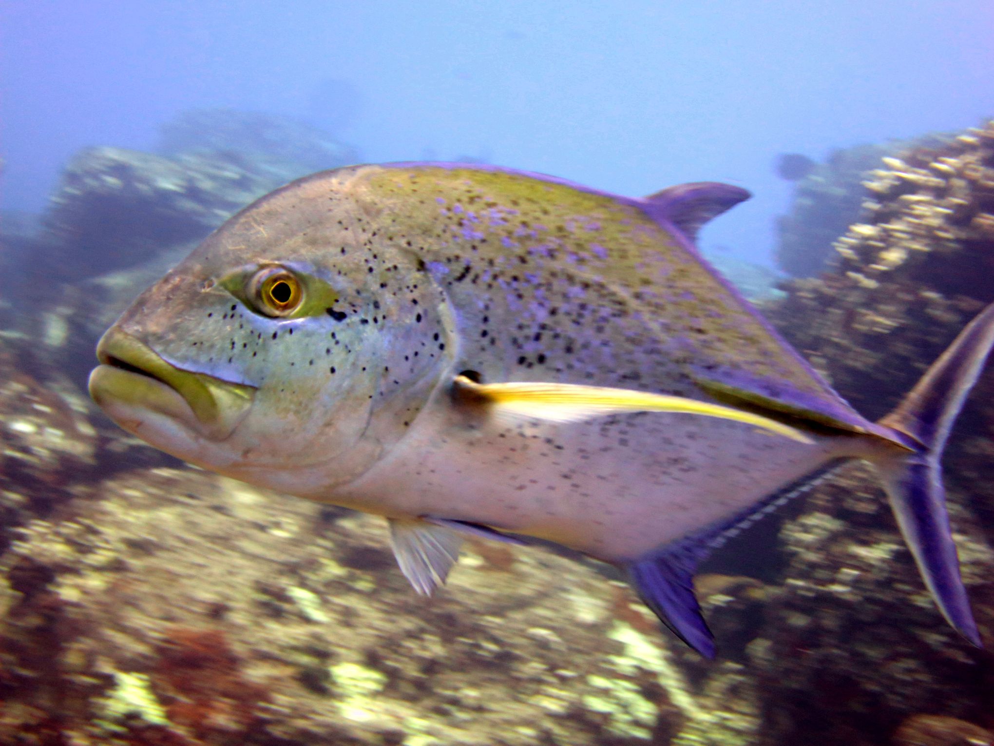 Ukumulua The Hawaiian reef predator Trifecta (Bluefin trevally, Jobfish,  Big Eye Emperor) : r/Spearfishing