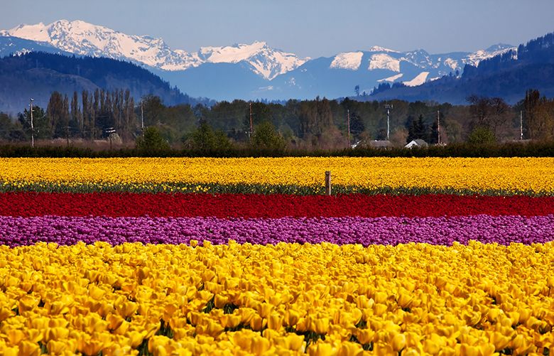 Make the most of tulip time | The Seattle Times