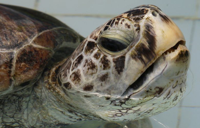 Surgeons remove 915 coins swallowed by Thai sea turtle | The Seattle Times