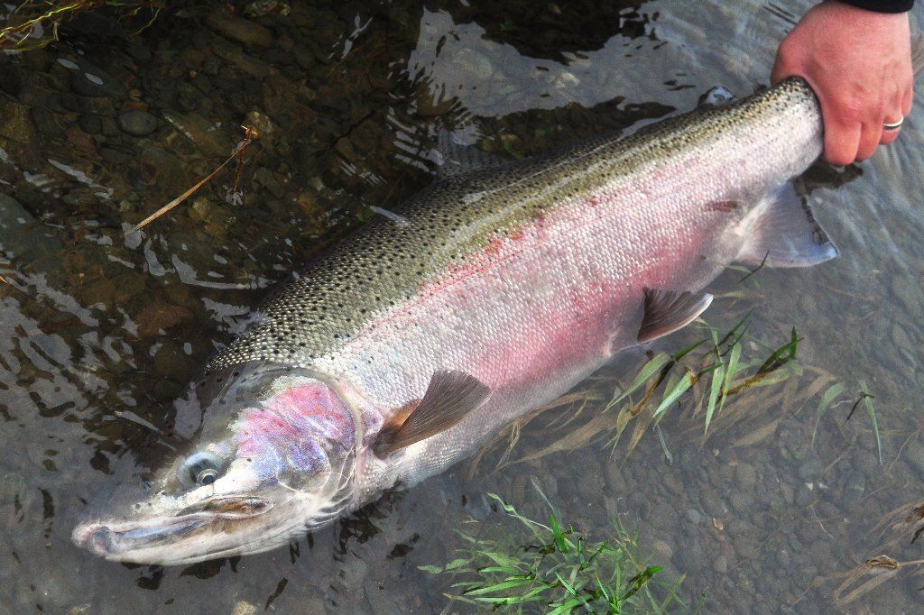 Lower Columbia River steelhead fishery remains closed until