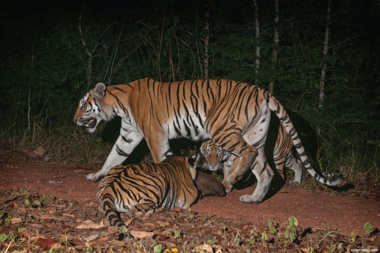 Critically endangered Indochinese tiger cubs found in Thai jungle, World  News