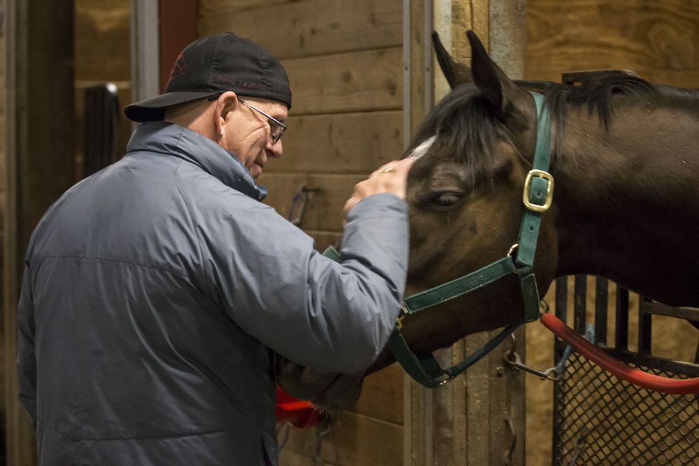 Dennis Snowden, assistant trainer for Frank Lucarelli, checks out Spikes High in the stables at Emerald Downs. The horses keep many of the trainers in the sport despite injuries and heartbreak. “They get in your blood, and you just can’t get rid of it. They are great to be around.” (Bettina Hansen/The Seattle Times)