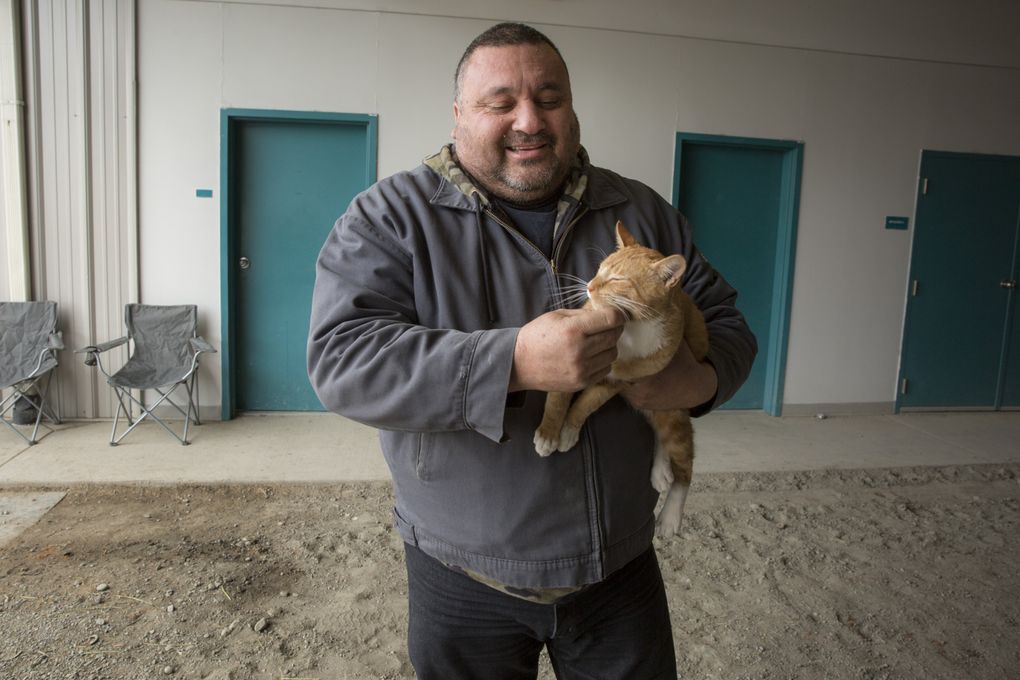 Trainer Martin Pimentel pets his barn cat, Garfield, in the stables. (Bettina Hansen/The Seattle Times)