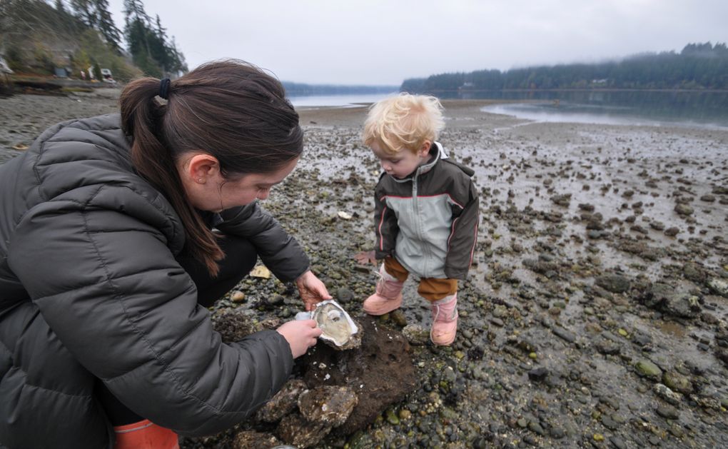 Amanda Gatlin and son Ian, from Plain, Chelan County, try their hand at shucking oysters on a beach on Pickering Passage. Harstine Island is in the background. (Jeff Layton photo)